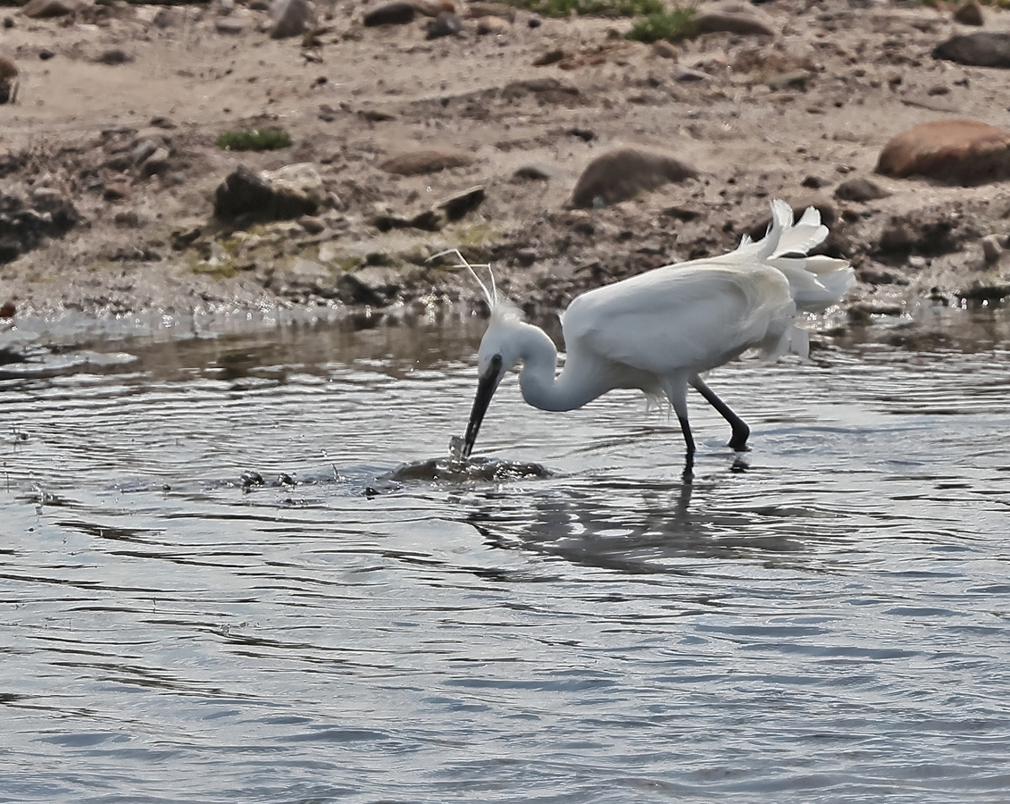 Little Egret hunting for food